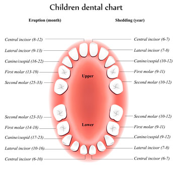 Tooth Eruption Chart - Pediatric Dentist in Cherry Hill, Swedesboro, and Princton, NJ